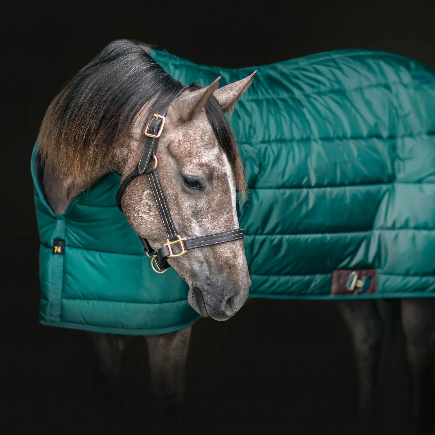 Adjusta-Fit Dura-Nylon Cutback Zenith Leg Strap Horse Stable Blanket - Heavyweight 4 Adjusta-Fit Dura-Nylon Cutback Zenith Leg Strap Horse Stable Blanket - Heavyweight - Image 2