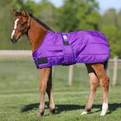 Dura-Nylon® Expandable Lightweight Foal Stable Blanket -Schneiders Shop 13272c purple