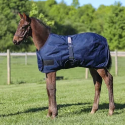 StormShield® Euro Bellyband 220g Medium Weight Foal Turnout Blankets -Schneiders Shop 16000c navy