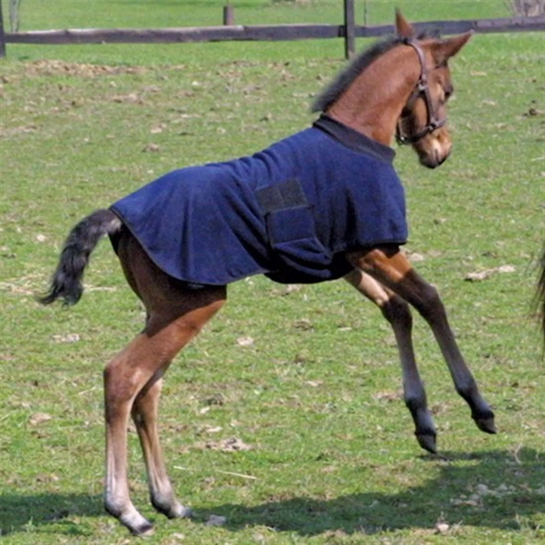 Dura-Tech Fleece Foal Warmer 4 Dura-Tech Fleece Foal Warmer - Image 2