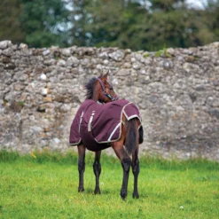 Horseware® Amigo® Ripstop Foal Turnout (200g Medium) 9 Horseware® Amigo® Ripstop Foal Turnout (200g Medium) -Schneiders Shop 44275 alt b