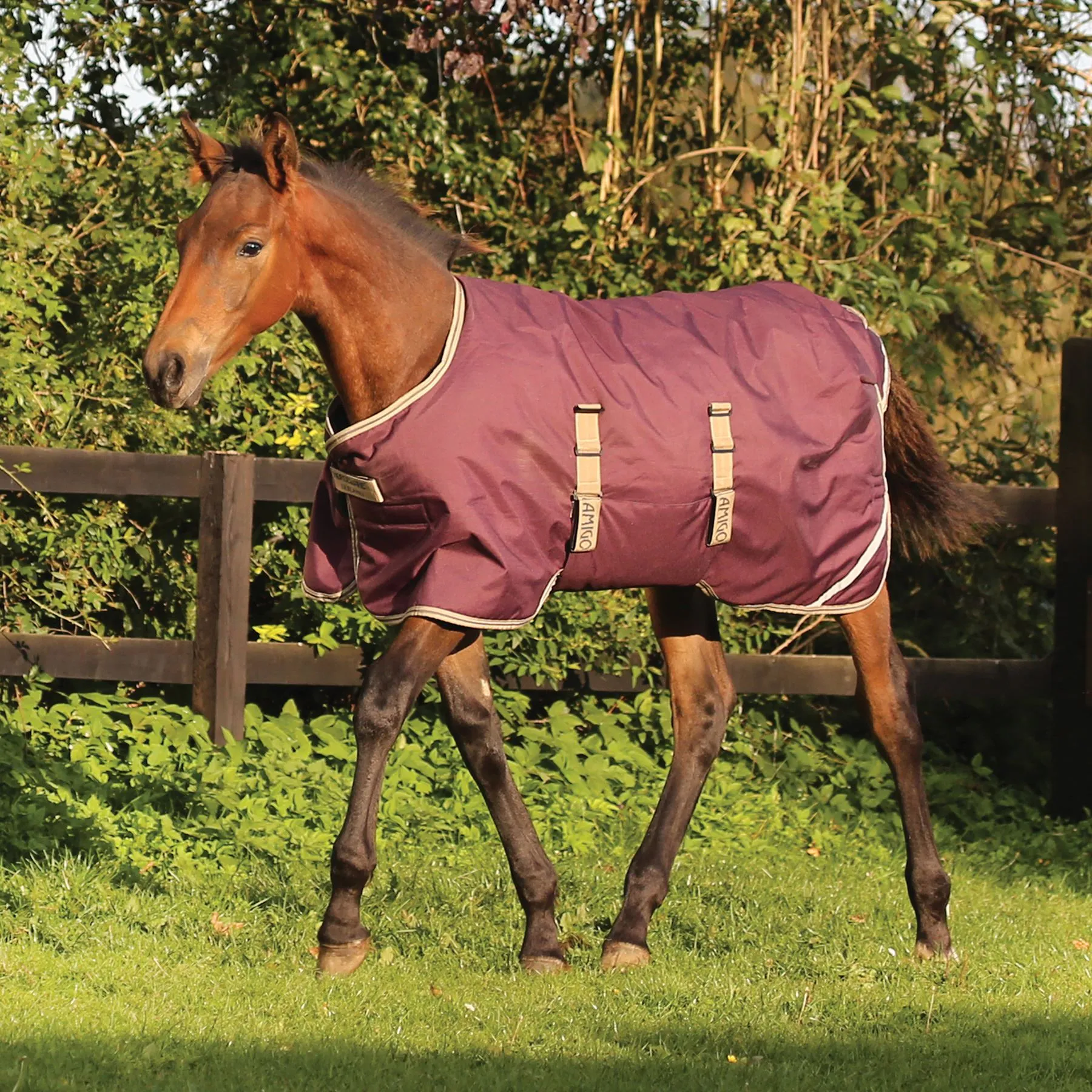 Horseware® Amigo® Ripstop Foal Turnout (200g Medium) 7 Horseware® Amigo® Ripstop Foal Turnout (200g Medium) - Image 5